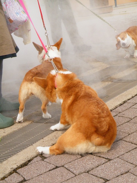 c0127617_1656239.jpg
