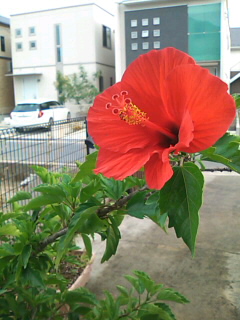 a0056722_23461158.jpg