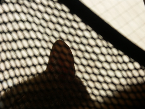 b0019333_1458536.jpg