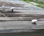f0153547_7294396.jpg