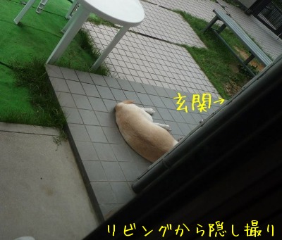 f0177261_1134764.jpg