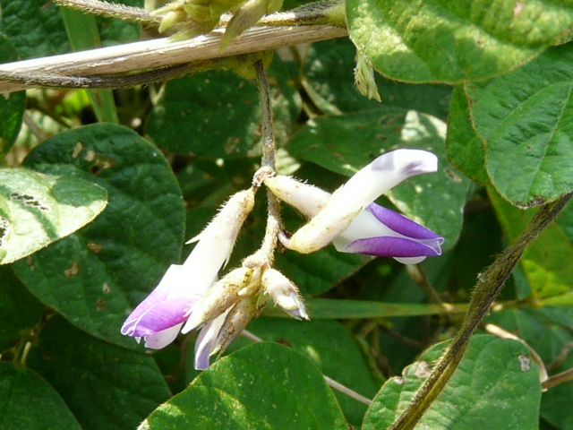 e0145782_16361296.jpg