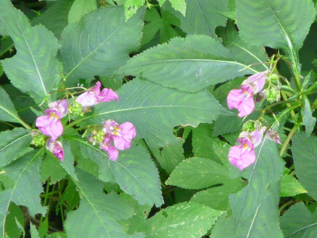 e0145782_16371683.jpg