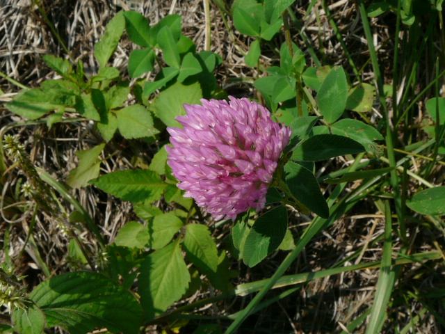 e0145782_16391645.jpg