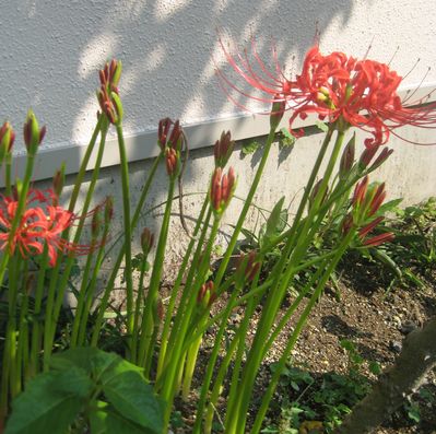 f0201297_7472913.jpg