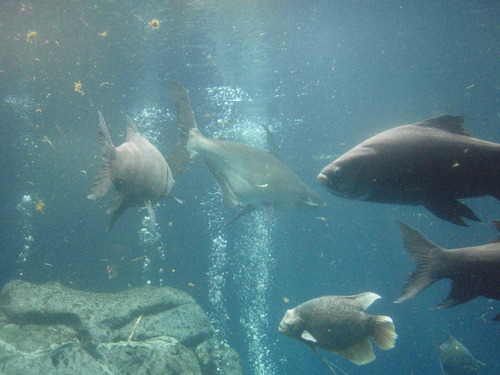 e0006700_1757556.jpg