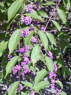 b0021101_22141046.jpg