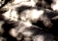 e0103408_1505918.gif