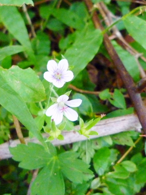d0170615_75644.jpg