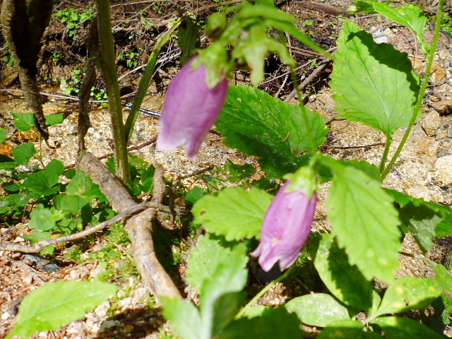 d0170615_7575958.jpg