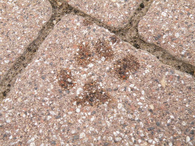 c0127617_16285578.jpg