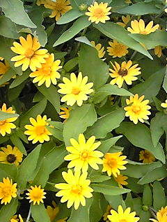 d0088920_17214160.jpg