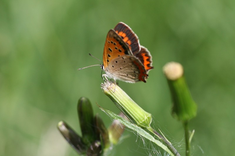 b0088772_163557.jpg
