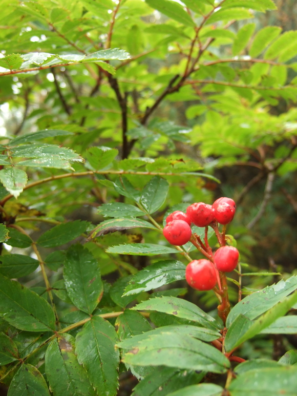 a0094280_21105651.jpg