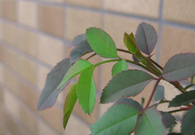 f0236201_8315671.jpg