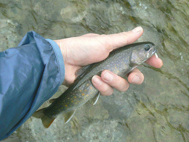 f0164503_22472722.jpg