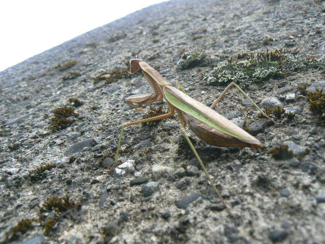 f0164503_225663.jpg