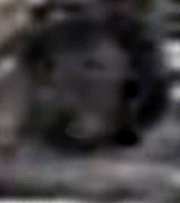 e0103408_15172789.gif