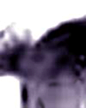 e0103408_15181159.gif