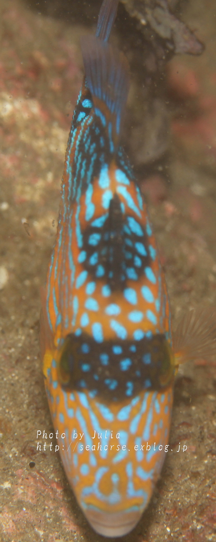 c0034029_684853.jpg