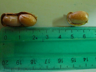f0204737_416649.jpg