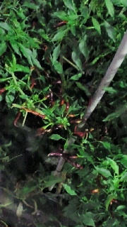 e0150849_2371214.jpg