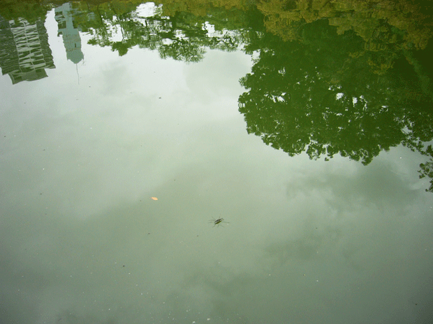 c0225153_21561478.gif