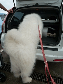 e0176159_12323965.gif