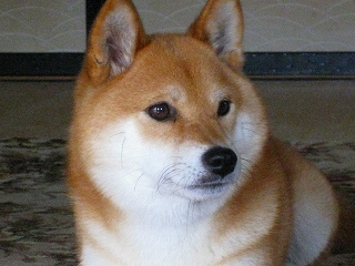 e0160568_1263977.jpg