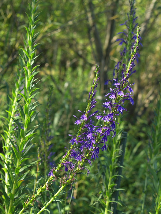 a0096177_20381613.jpg