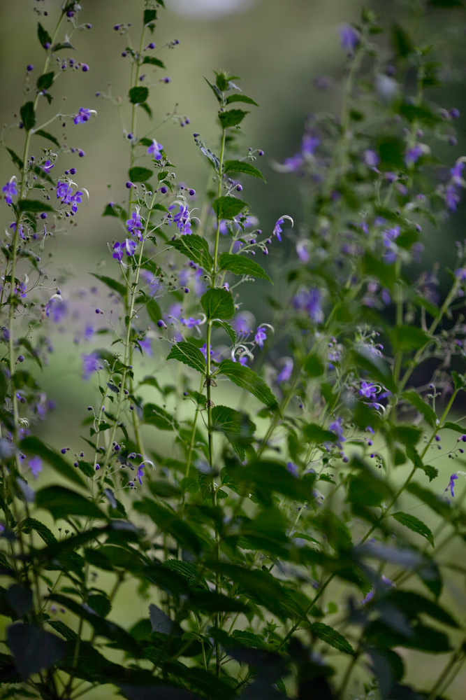 a0083081_1657454.jpg
