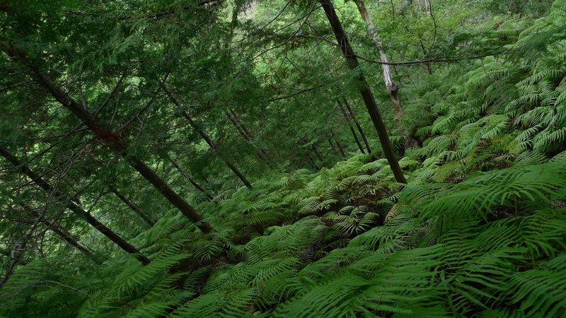 e0024081_1857572.jpg