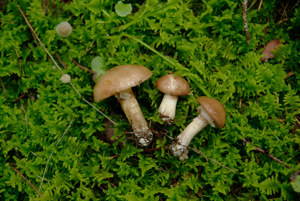 a0053783_2051138.jpg