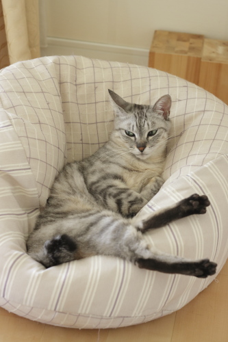 眉間にしわを寄せながらクッションに座るお嬢さん