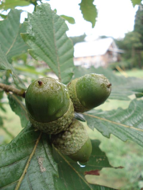 a0061599_61667.jpg