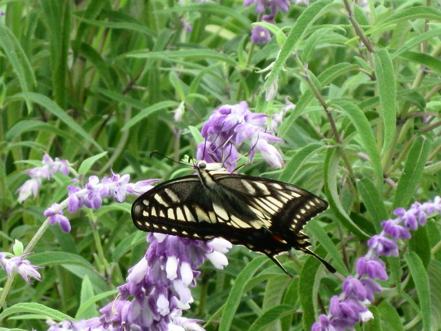 f0236201_18415176.jpg