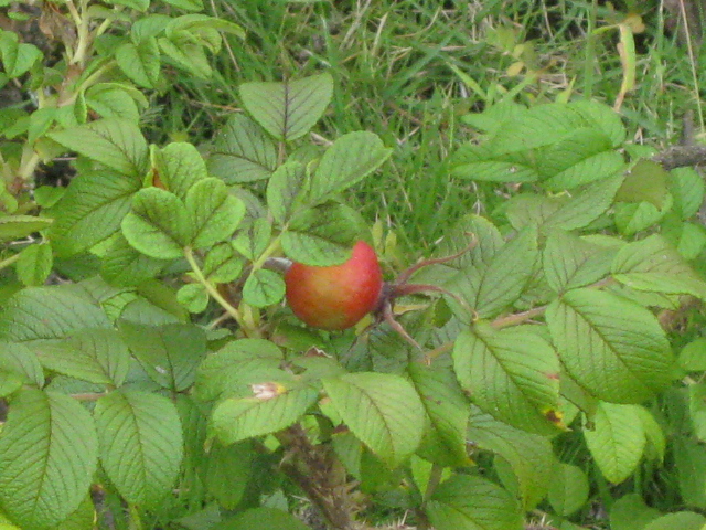 f0236201_1844184.jpg