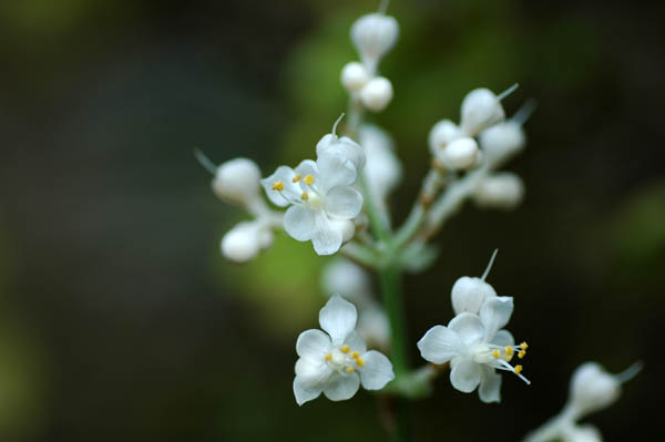 f0147025_8393159.jpg