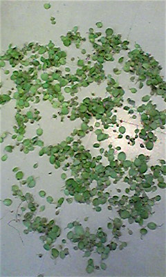 c0127428_185432.jpg