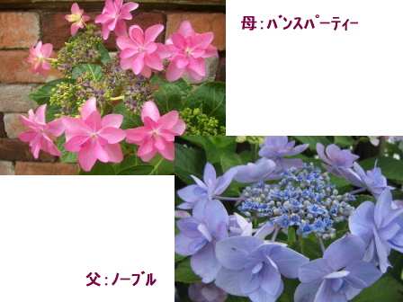 c0025140_172176.jpg