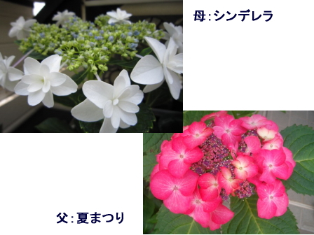 c0025140_1723264.jpg