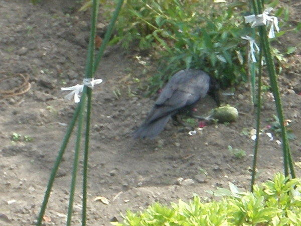c0153444_838568.jpg