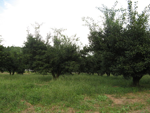 f0084695_20241583.jpg