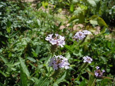 c0117007_21135664.jpg