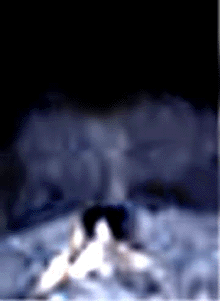 e0103408_11411864.gif