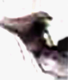 e0103408_11502514.gif