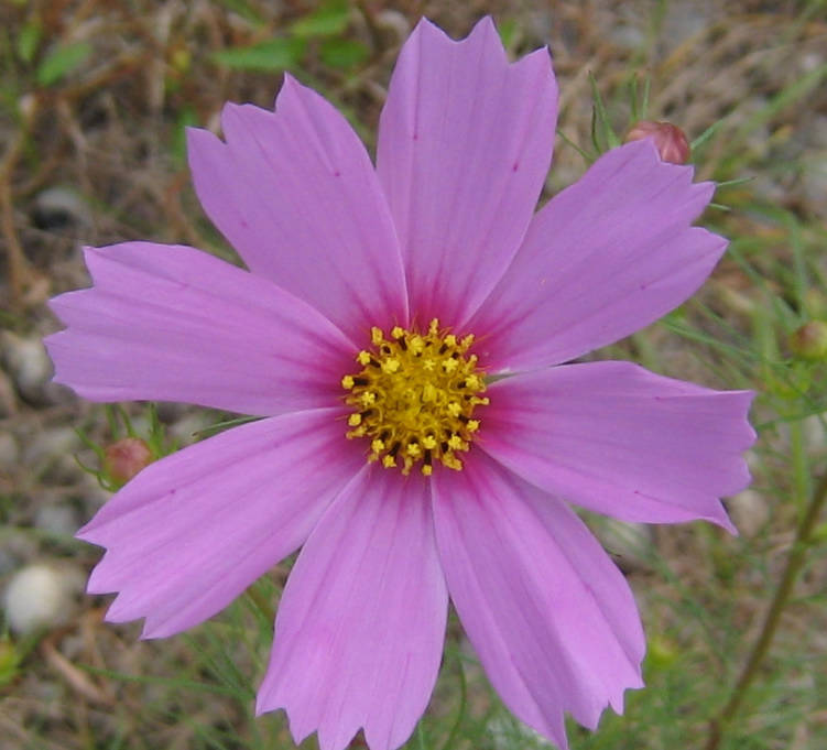 d0154609_1445440.jpg