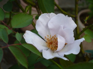 b0200240_21454296.jpg