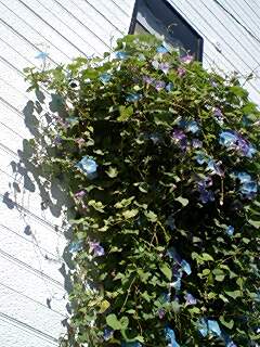 c0011446_13334442.jpg