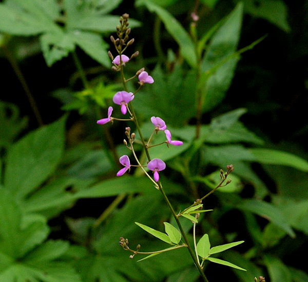 d0091754_2481292.jpg